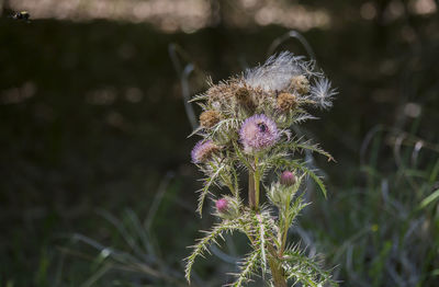 Close-up of thistle flower on field