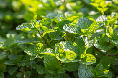 Close-up of fresh green leaves