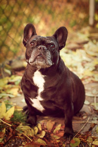 Portrait of dog sitting on field