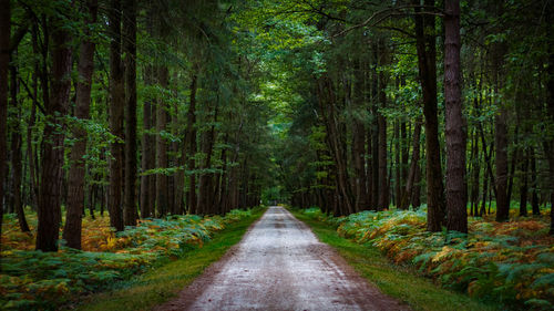 Dirt road amidst pine trees in forest