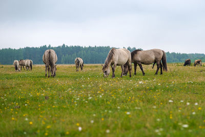 Horses grazing on field against sky