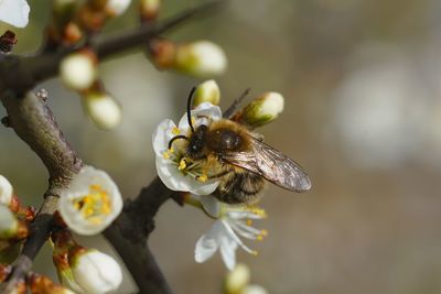 Closeup on a furry male early cellophane solitary bee, colletes cunicularius drinking nectar 