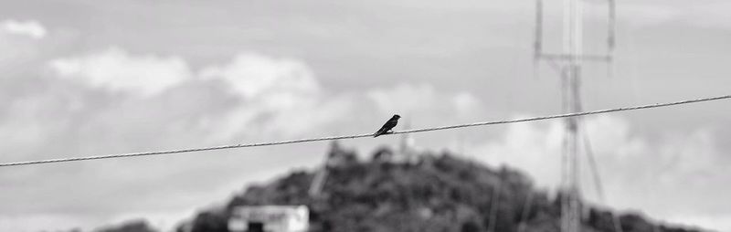 Bird perching on cable against sky