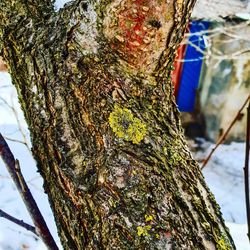 Close-up of tree trunk