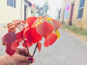 Close-up of hand holding flowers