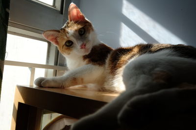 Close-up of cat relaxing on window at home