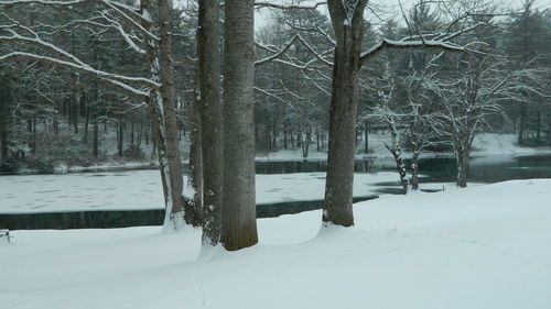 Trees on snow covered landscape