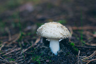 fungus