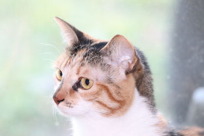 Close-up of a cat looking away