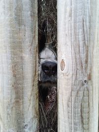 Close-up of wooden plank