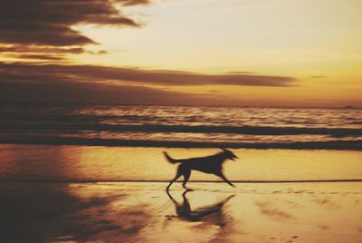 Silhouette horse on beach against sky during sunset