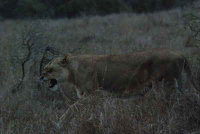 Side view of a cat on field