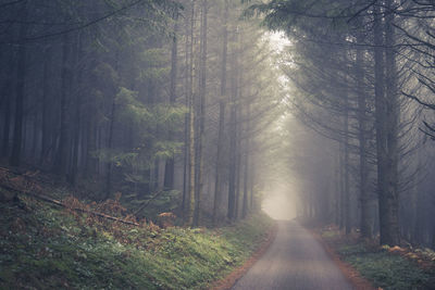 Undergrowth in the mist in autumn, a disturbing atmosphere