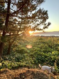 View of a tree at sunset