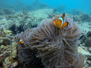 Close-up of coral in sea