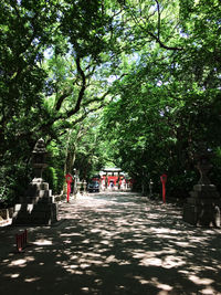 Empty road along trees