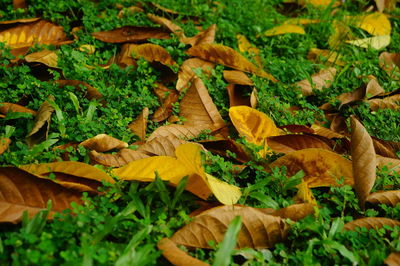 Close-up of autumn leaves on land