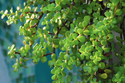 Close-up of berries growing on tree