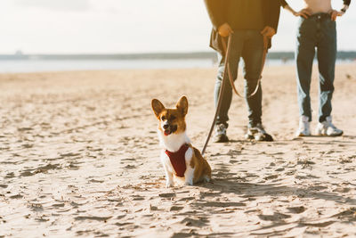 Low section of couple with dog on beach
