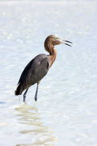 Bird in lake