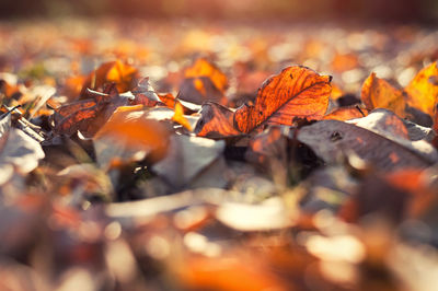 Close-up of maple leaves on field