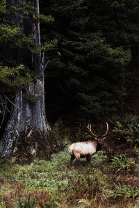 Deer in a forest