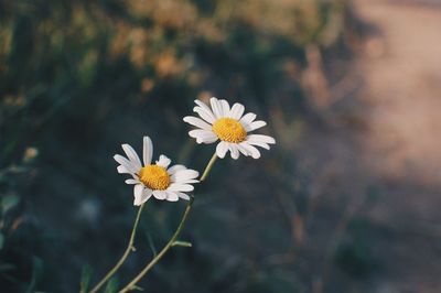 Close-up of flowers blooming outdoors