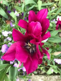 Close-up of bee on pink flower