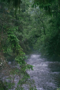 River flowing through forest