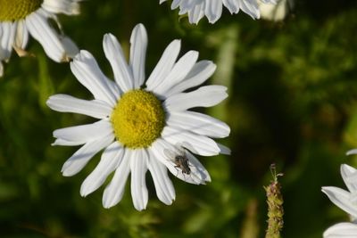 Close-up of white flowers blooming outdoors