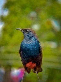 Close-up of bird perching on plant