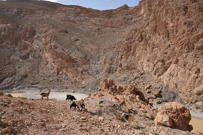 View of sheep on rock