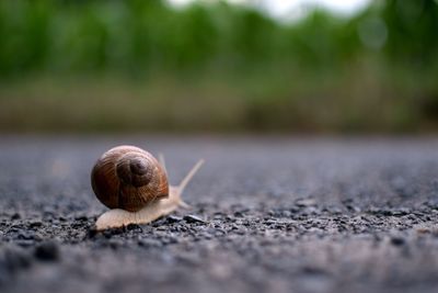 Close-up of snail on road