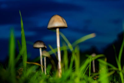 Close-up of mushroom in grass