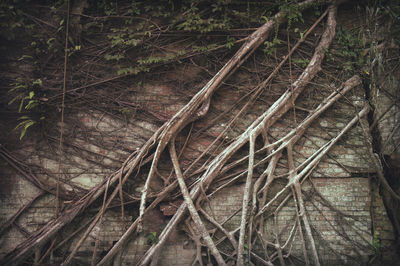 Close-up of tree trunk in forest