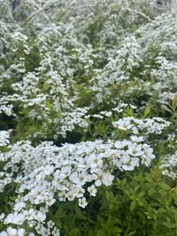 Close-up of white flowering plants