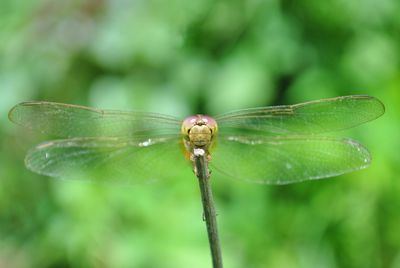 Close-up of dragonfly on leaf