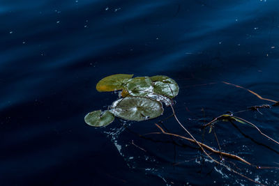 High angle view of koi floating in water