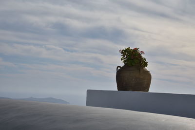 Potted plant on land against cloudy sky