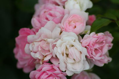 Close-up of pink rose flowers