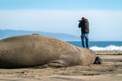 Elephant seal lying on beach along the pacific ocean while a photographer photographs the sea.