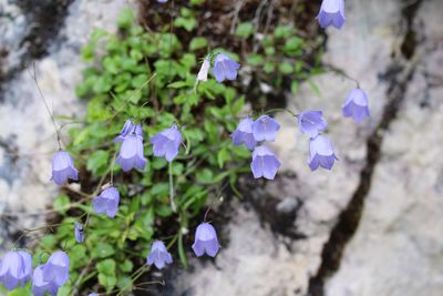 Close-up of purple flowers blooming outdoors