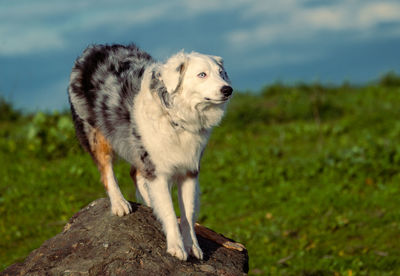 Australian shepherd sitting on a rock surrounded by green grass and sky, showing obedience.