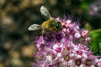 Close-up of bee pollinating on purple flower