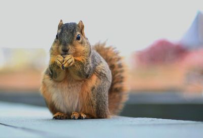 Close-up of animal