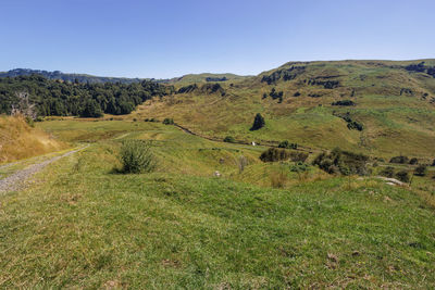 Scenic view of field against clear sky