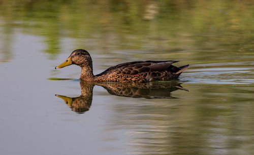 Side view of a duck swimming in lake, reflection into the river water