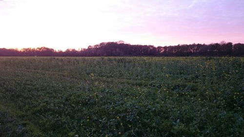 Scenic view of field against sky at sunset