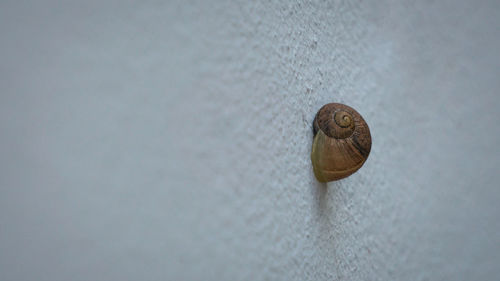Close-up of snail on wall