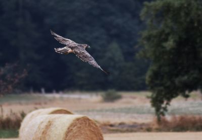 Bird flying over a land